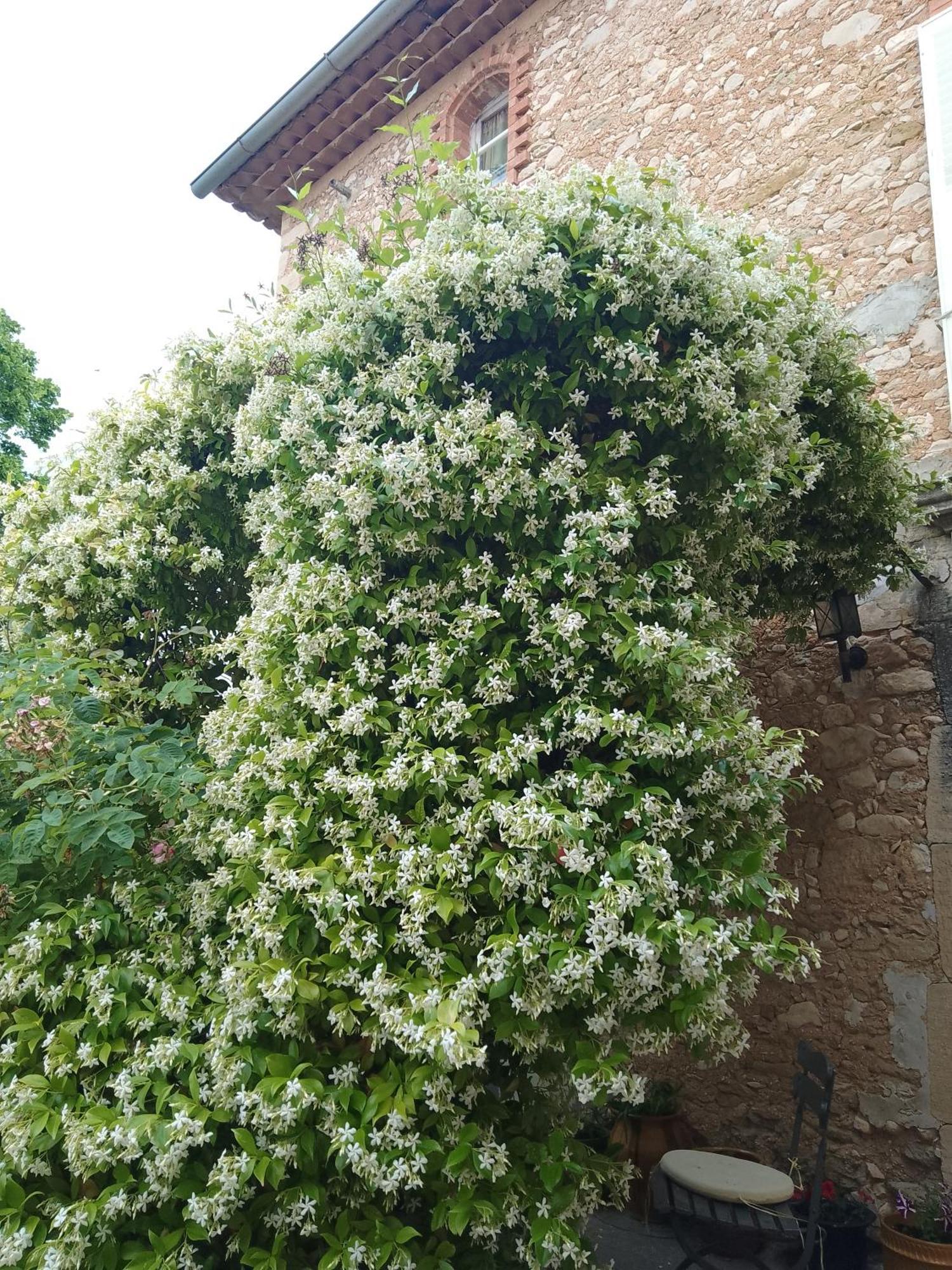 Les Gites Du Mont Ventoux Bédoin Εξωτερικό φωτογραφία