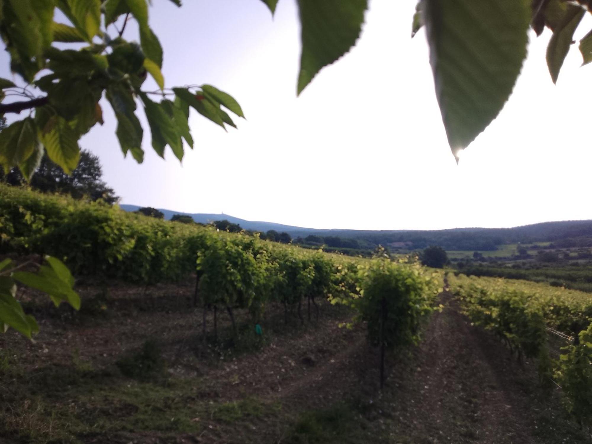 Les Gites Du Mont Ventoux Bédoin Εξωτερικό φωτογραφία