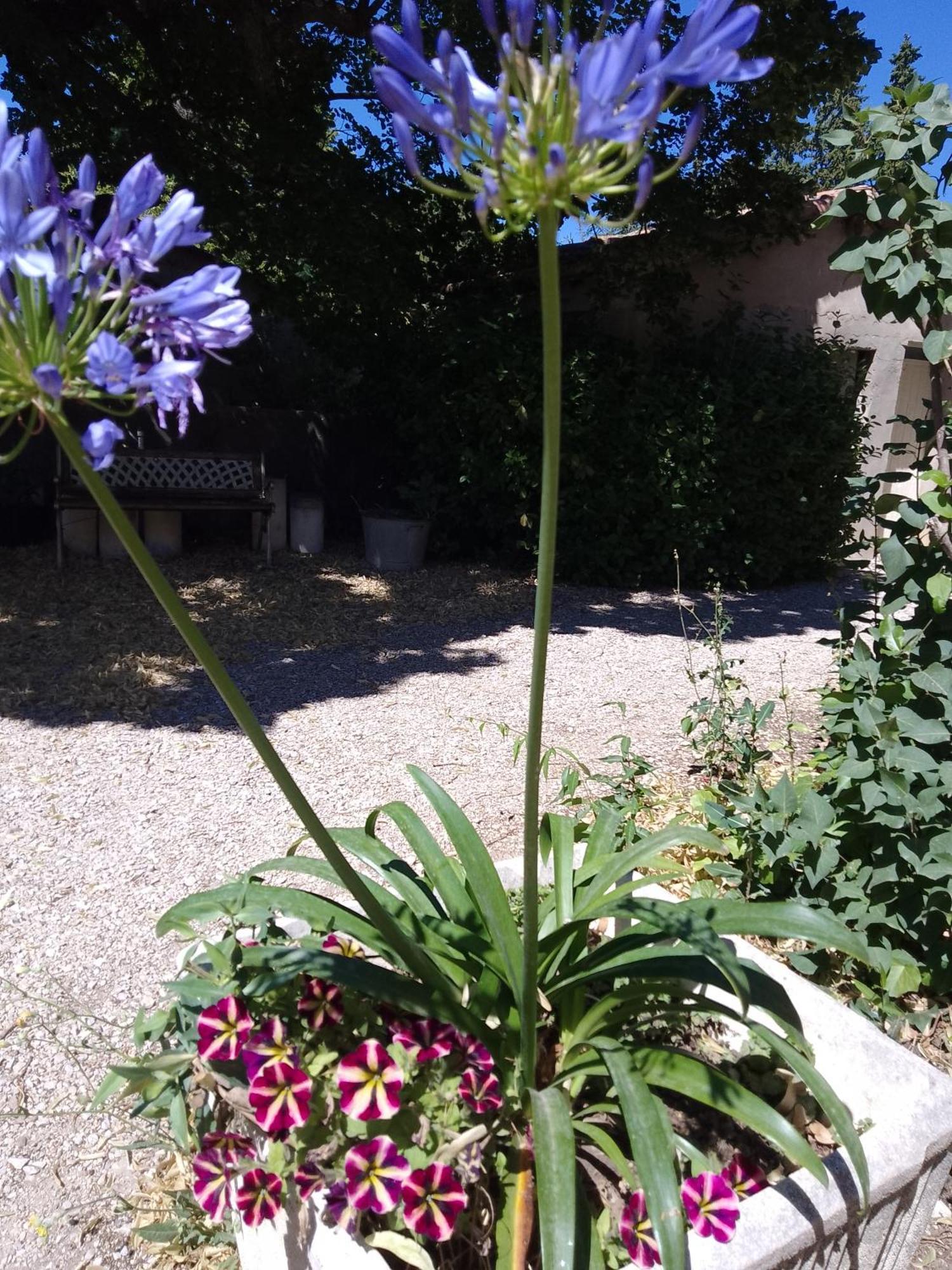 Les Gites Du Mont Ventoux Bédoin Εξωτερικό φωτογραφία